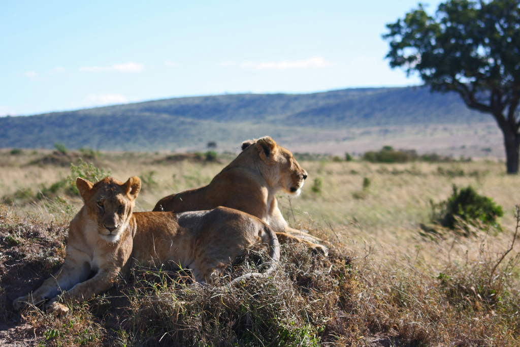 Lionesses