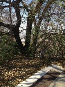 If you look at the bottom of the V-shaped branches, you can see train cars. Picture by Liana SIlva