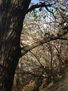 In between the branches, Interstate 670. Picture by Liana Silva.