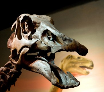 Hadrosaur skull, Image by Flickr user e_monk