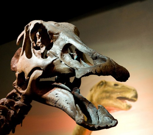 Hadrosaur skull, Image by Flickr user e_monk