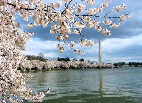 "Washington DC_cherry blossoms on the Tidal Basin" by Flickr user robposse, CC BY 2.0