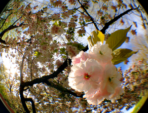 CherryBlossoms