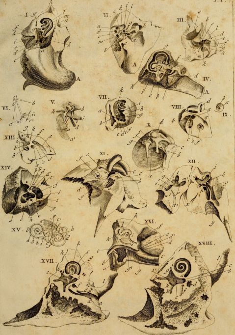 Interest in the how hearing works in animals goes back centuries. Classical image of comparative ear anatomy from 1789 by Andreae Comparetti.