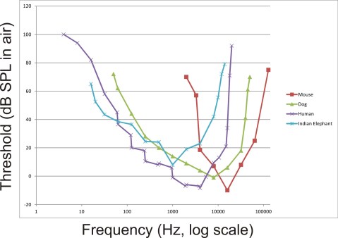 Audiograms (auditory sensitivity in air measured in dB SPL) by frequency of animals of different sizes showing the shift of maximum sensitivity to lower frequencies with increased size. Data replotted based on audiogram data by Sivian and White, 1933; ISO 1961; Heffner and Masterton, 1980; Heffner and Heffner, 1982; Heffner, 1983; Jackson et al, 1999.