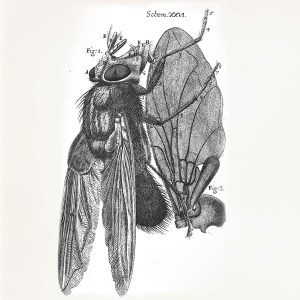 Illustration from Robert Hooke's Micrographia (1665)